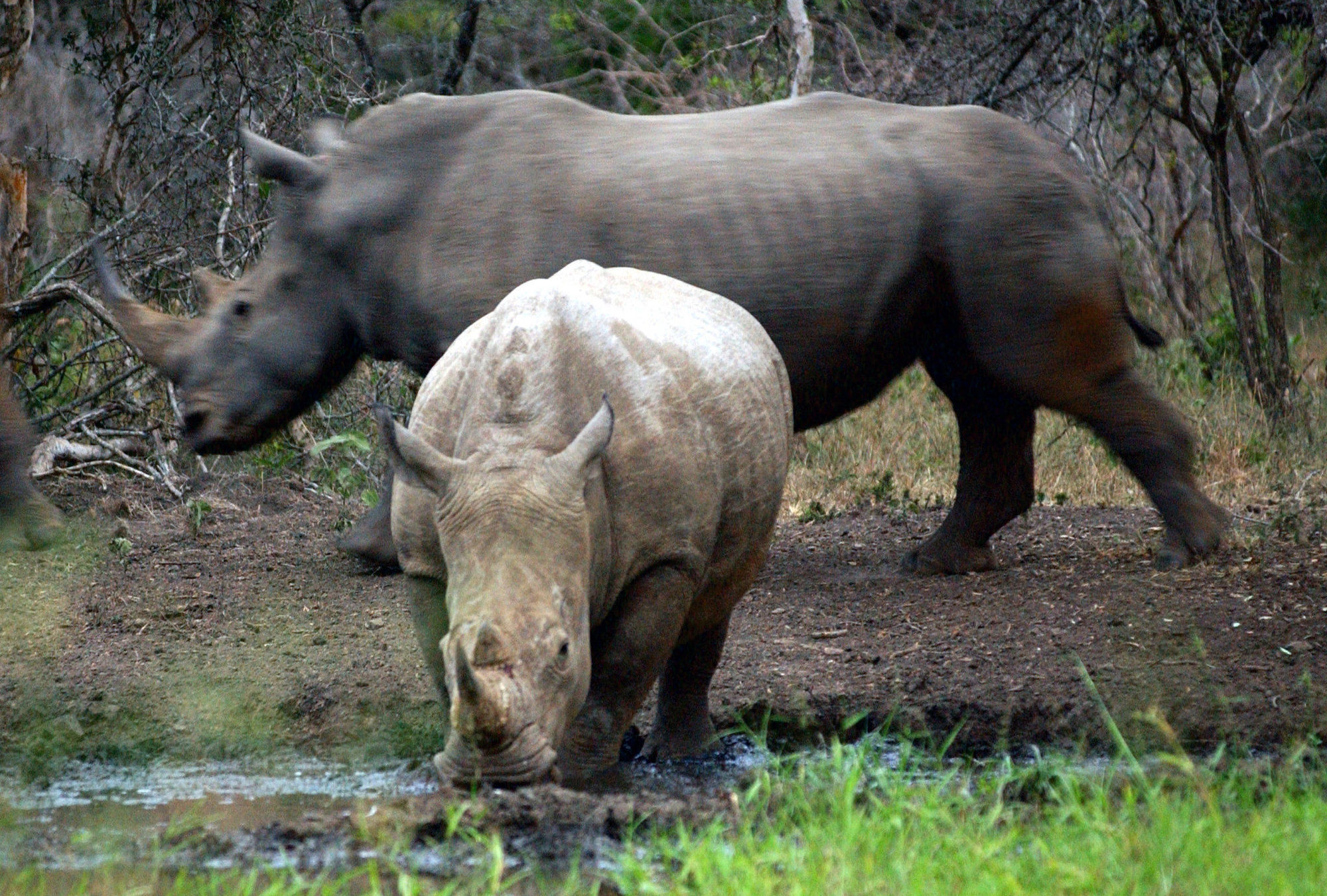 Thanda Safari Hluhluwe Exterior foto