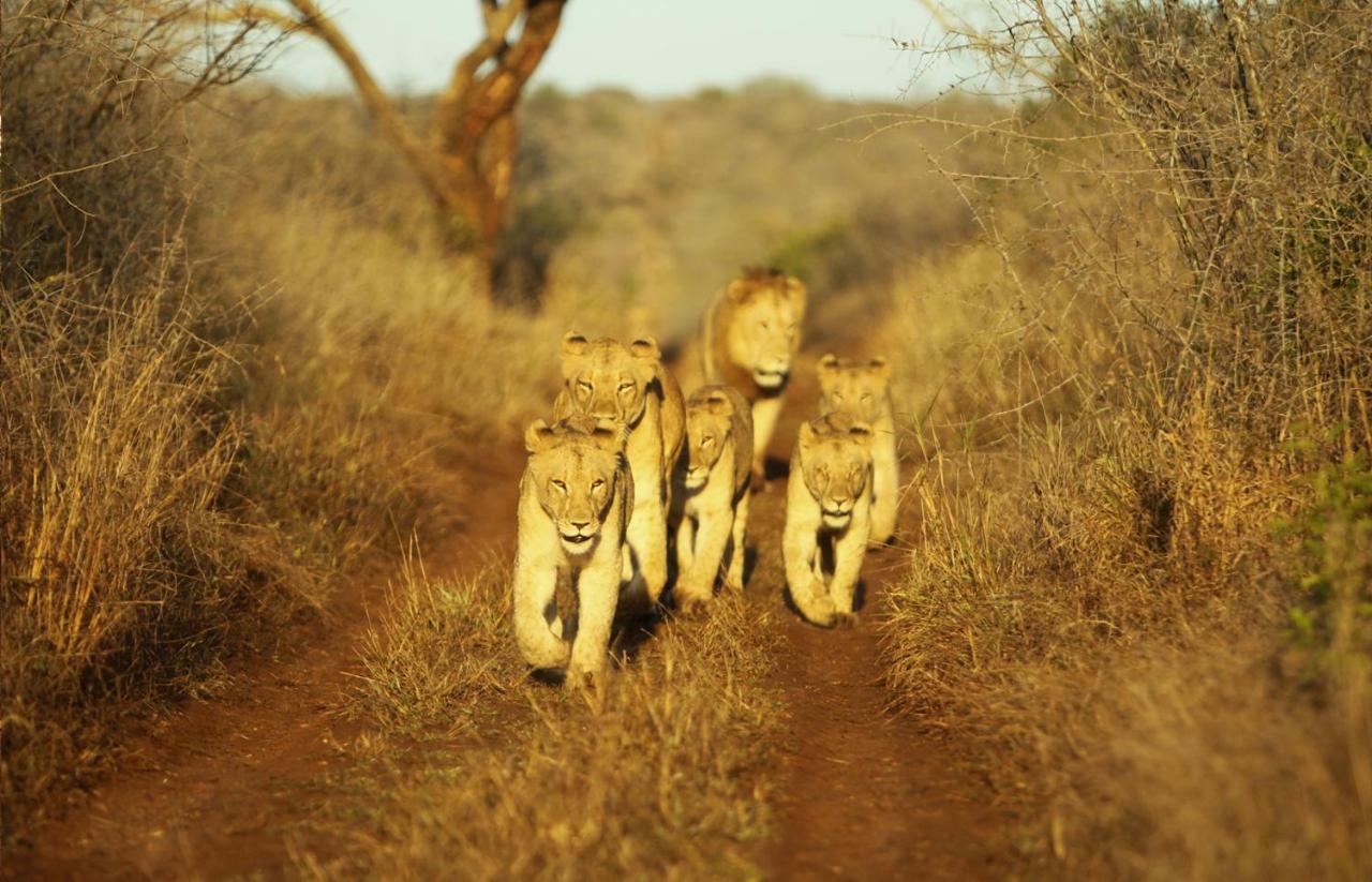 Thanda Safari Hluhluwe Exterior foto